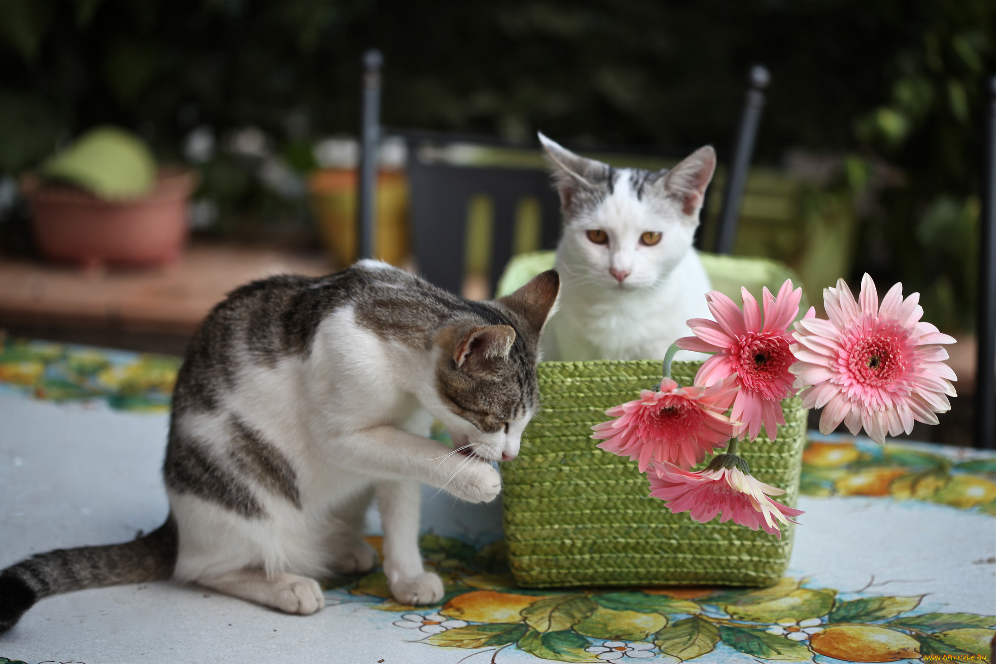 Кот с цветами фото. Красивые цветы и коты. Кошка с котятами в цветах. Котенок с цветами. Кошки и собаки с цветами.